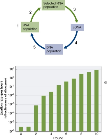 Refer to the figure, which shows the process of in vitro evolution of a new RNA molecule.   In which numbered step is reverse transcriptase used? A)  1 B)  2 C)  3 D)  4 E)  5
