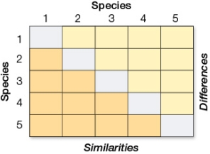 The table shows the amino acid sequences for an eight-residue section of a small protein for five different species (1-5).   Complete the similarity matrix below using these sequences.  