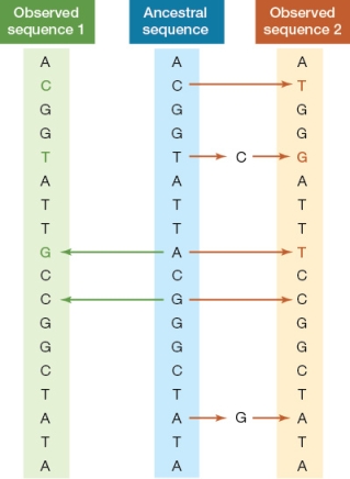 Refer to the figure showing the hypothetical observed sequences from two related species and their common ancestor.   How many substitutions could be inferred from the sequence information given for species 1, species 2, and the common ancestor?
