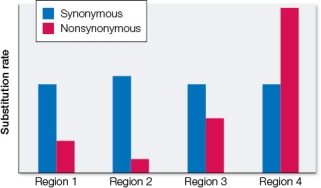 Consider a hypothetical enzyme-coding gene and sequences of the gene from several species of rodents.The figure shows the rates of nonsynonymous and synonymous substitutions for each of four regions of the gene.   Which region is under the strongest purifying selection?