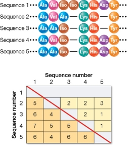 Refer to the figure.   What is the correct order of sequence numbers in the top row of the similarity matrix? A)  5, 6, 7, 6 B)  4, 5, 6, 0 C)  3, 3, 1, 1 D)  5, 4, 5, 6 E)  3, 3, 1, 2