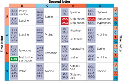 Refer to the table.   Consider the first codon in the table, UUU.How many single nucleotide substitutions at any of the three positions are synonymous substitutions? A)  Zero B)  One C)  Two D)  Three E)  Four