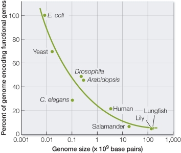 Refer to the figure.   Genome size varies widely among different multicellular organisms.What is the greatest contributing cause of this variation? A)  The number of protein-coding genes B)  The amount of noncoding DNA C)  The number of duplicated genes D)  The size of the organism E)  The amount of positive selection for change in protein-coding genes