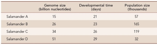 Refer to the table.   We can infer that the salamander data are consistent with the hypothesis that A)  genome size is related to the rate at which an organism develops. B)  noncoding DNA content correlates with population size. C)  noncoding DNA is slightly advantageous. D)  genome size is due to lateral gene transfer. E)  None of the above