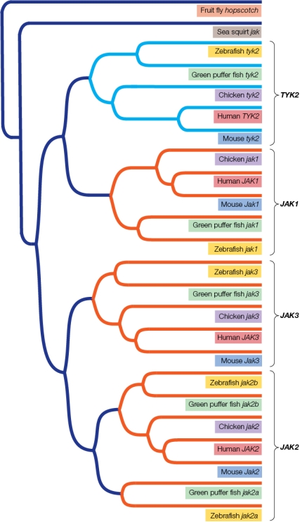 Refer to the figure.   Based on the information provided in the phylogenetic gene tree, multiple gene duplication events followed by mutations have created _______ that consist(s)  of JAK and TYK2 genes. A)  a gene cluster B)  multiple pseudogenes C)  biased gene conversion D)  unequal crossing over E)  a gene family