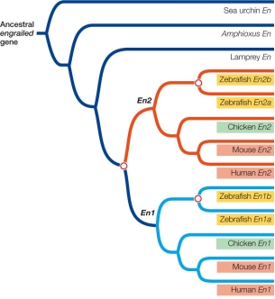 Refer to the figure.       Which set of genes contains parologs? A)  Chicken En1 and mouse En1 B)  Mouse En1 and human En2 C)  Human En2 and mouse En2 D)  Sea urchin En and Amphioxus En E)  Zebrafish En2a and zebrafish En2b