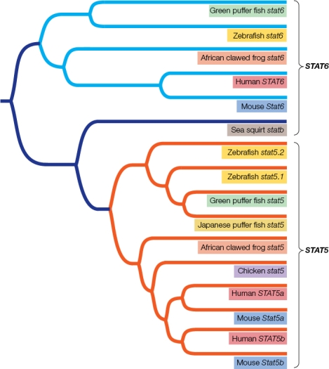Refer to the figure.   In humans, STAT6, STAT5a, and STAT5b transcription factors are paralogs.According to the phylogenetic gene tree shown, since the gene duplication event that gave rise to the STAT6 and STAT5 lineages, how many gene duplication events have occurred to generate human STAT5a and human STAT5b? A)  One B)  Two C)  Three D)  Five E)  Six