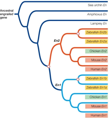 Refer to the figure.   Which statement about the figure is false? A)  Sea urchin En and lamprey En are paralogs. B)  All of the En genes are orthologs. C)  Zebrafish En2a and En2b arose by gene duplication. D)  The En2 and En1 gene groups are paralogous. E)  All of the En genes share a common ancestor.