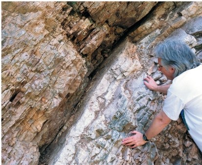 Refer to the figure.   The figure depicts a layer of iridium at the Cretaceous-Tertiary (K/T)  boundary between strata from two different periods in Earth's history.The only _______ fossils found above the K/T boundary are those of birds. A)  flying animal B)  amniote C)  dinosaur D)  warm-blooded animal E)  Cretaceous