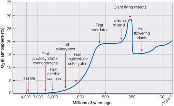 Refer to the graph showing variations in oxygen levels during Earth's history.   Which of the following can be concluded from the graph? A)  Increased atmospheric oxygen levels coincided with a decrease in insect size. B)  Multicellularity preceded the evolution of photosynthesis. C)  The first forms of life on Earth did not use oxygen. D)  Overall, atmospheric oxygen levels have decreased over Earth's history. E)  The first flowering plants required giant flying insects for pollination.
