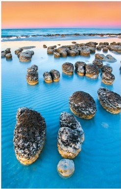 Refer to the figure, which shows a series of stromatolite fossil formations from Shark Bay, Australia.   What is the historical significance of these fossils?