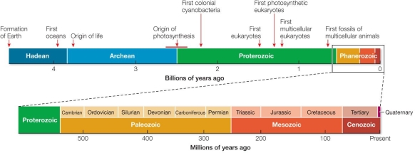 Refer to the figure.   The diversification of multicellular lineages associated with the Cambrian explosion lasted about _______ percent of the span of time during which life existed before the Cambrian explosion. A)  0.2 B)  0.5 C)  2 D)  5 E)  10