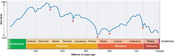 Refer to the figure, which illustrates changes in sea level over time.Asterisks indicate mass extinctions of marine organisms.   Which statement is supported by the figure? A)  The Permian mass extinction was associated with a severe drop in sea level. B)  The Cambrian explosion was associated with a severe drop in sea level. C)  The Cretaceous mass extinction was associated with a global warming event. D)  A mass extinction of marine organisms occurred at the end of the Silurian period. E)  The largest mass extinction of marine organisms in history occurred between the Cambrian and Ordovician periods.
