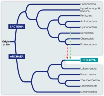 Refer to the figure, which shows the phylogenetic tree of major groups of living organisms.   Based on the figure, which statement about the evolutionary history of life is false? A)  Eukarya shares a more recent common ancestor with prokaryotic Archaea than with Bacteria. B)  Bacteria shares a more recent common ancestor with Eukarya than with prokaryotic Archaea. C)  The common ancestor of Bacteria and Archaea predates that of Archaea and Eukarya. D)  All living organisms share a common origin. E)  An ancient prokaryotic species was the ancestor of all life on Earth.