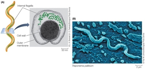 Refer to the figure, which shows a prokaryote.   Which statement about the structures labeled  internal flagella  (which compose the axial filament)  is true? A)  They are uniformly dispersed throughout the cell. B)  They contain the structural polymer cellulose. C)  Their organization is consistent with structures that could be used in locomotion. D)  They play a role in digestion. E)  They are composed primarily of peptidoglycan.
