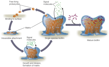 Refer to the figure, which shows the formation of a biofilm.   According to the figure, which statement about biofilms is true? A)  Only one species of microorganism can inhabit any one biofilm. B)  A biofilm matures once it attaches to a substrate. C)  Signaling molecules from the biofilm attract other organisms. D)  Signaling molecules from the biofilm digest the matrix. E)  Species that normally occur in biofilms cannot be free-living.