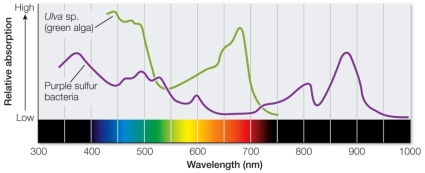 Refer to the figure, which shows the light absorption of a green alga and purple sulfur bacteria.   What can be concluded from these spectroscopy data? A)  Purple sulfur bacteria use nitrogen as an electron acceptor. B)  Purple sulfur bacteria are able to grow under layers of the green alga. C)  The algae are entirely dependent on purple sulfur bacteria. D)  Bacteria do not contain bacteriochlorophyll. E)  Purple sulfur bacteria photosynthesize only in cloudy weather.