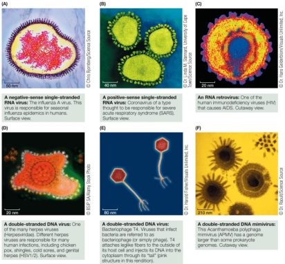 Refer to the figure, which shows a variety of viruses.   What do all of the viruses have in common? A)  They all have DNA as genetic material. B)  They all have RNA as genetic material. C)  They all are infectious. D)  They all infect eukaryotes. E)  They all possess enzymes for making mRNA from their genetic material.