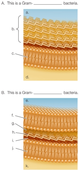 Refer to the figure.   Label the cells as Gram-positive or Gram-negative, and identify each portion of the structure.