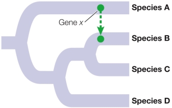 Refer to the figure, which shows an organismal tree.   In the tree shown, Gene x has undergone a lateral transfer event.Draw the phylogenetic tree you would expect based on Gene x, as well as the phylogenetic tree you would expect based on a consensus of nontransferred genes.Explain your answer as well.