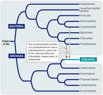 Refer to the figure.   Based on the figure, which statement is true? A)  Bacteria and Eukarya are both monophyletic groups. B)  Eukarya and Archaea together form a paraphyletic group. C)  Eukarya and Bacteria together form a monophyletic group. D)  Bacteria, Eukarya, and Archaea together form a paraphyletic group. E)  A group consisting of Bacteria and Eukarya is monophyletic.