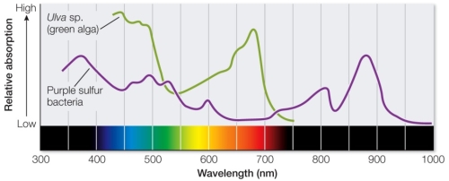 Refer to the figure.   Based on the spectroscopy data shown, which conclusion concerning light absorption by the different chlorophyll types found in purple sulfur bacteria and green algae is false? A)  The chlorophyll found in purple sulfur bacteria absorbs light maximally at approximately 450 nm and 675 nm. B)  The chlorophyll found in purple sulfur bacteria has low light absorption at some wavelengths at which green algae have high absorption. C)  Maximum absorption of light is higher at certain wavelengths in purple sulfur bacteria than in green algae. D)  Bacteriochlorophyll is responsible for the absorbance spectrum of purple sulfur bacteria. E)  Maximum absorption of light by bacteriochlorophyll occurs at 375 nm and 875 nm.