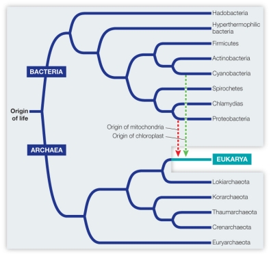 Refer to the figure.   In the figure, the phylogenetic tree A)  is paraphyletic (does not include all the descendants of the single common ancestor) . B)  is polyphyletic (has multiple origins that do not share a common ancestor) . C)  indicates that Bacteria is more closely related to Eukarya than to Archaea. D)  indicates that Bacteria and Archaea share a more recent common ancestor than Archaea and Eukarya. E)  indicates that Archaea and Eukarya share a more recent common ancestor than Archaea and Bacteria.