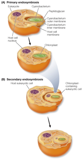 Refer to the figure, which shows endosymbiotic events in the evolution of chloroplasts.   Which statement concerning the events shown in part B of the figure is false? A)  The engulfed cell possessed DNA prior to the endosymbiosis. B)  The engulfing cell possessed DNA prior to the endosymbiosis. C)  The engulfed cell was photosynthetic. D)  The engulfed cell was a prokaryote. E)  The events required a flexible cell membrane in the engulfing cell.