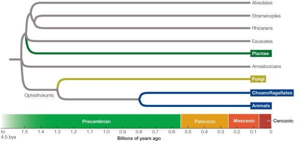 Refer to the figure.   This phylogenetic tree shows one current hypothesis and estimated time line for the origin of the major groups of eukaryotes.Which clade of eukaryotes was the first to diverge from other eukaryotes? A)  Alveolates B)  Rhizarians C)  Excavates D)  Amoebozoans E)  Plantae
