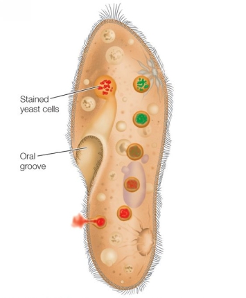 <strong>Refer to the diagram, which shows the role of vacuoles in ciliate digestion. Which of the following is a plausible hypothesis to explain why the vacuole color returns to red?</strong> A) The pH returns to basic because of increasing proton concentration. B) The pH returns to basic because of decreasing proton concentration. C) The dye from all food vacuoles coalesces into one vesicle destined for exocytosis. D) Multiple food vacuoles at different stages of digestion fuse into a single vesicle. E) The pH returns to acidic because of an increase in salt concentration.