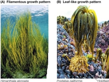 Refer to the figure.   Which statement about the eukaryotes shown is false? A)  They produce a substance used as an emulsifier in ice cream. B)  They are almost exclusively marine organisms. C)  Some forms are found in the Sargasso Sea. D)  They are members of Plantae. E)  They are photosynthetic.