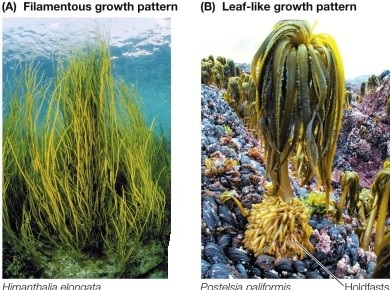 Refer to the figure.   Which statement about the eukaryotes shown is true? A)  They are specialized to withstand pounding by surf. B)  Their color results from a symbiotic relationship with dinoflagellates. C)  Their fossilized remains make a major contribution to limestone. D)  Their fronds are stiffened with silica. E)  Their primary habitat is above the tidal zone on the seashore.