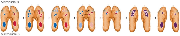 Refer to the figure, which shows genetic recombination by conjugation in paramecia.   As it is shown in the figure, which statement about the conjugation process in paramecia is true? A)  The two resulting paramecia are genetically different from the original. B)  The two resulting paramecia are genetically identical to the original. C)  Conjugation is a form of asexual reproduction. D)  The two resulting paramecia are genetically different from each other. E)  There is an unequal exchange of DNA between the paramecia.