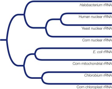 Refer to the gene tree shown.   Ribosomal RNA genes are present in the nuclear genomes of eukaryotes.There are also rRNA genes in the genomes of mitochondria and chloroplasts.Therefore photosynthetic eukaryotes have three different sets of rRNA genes, which encode the structural RNA of three separate sets of ribosomes.Translation of each genome takes place on its own set of ribosomes.The gene tree shows the evolutionary relationships among rRNA gene sequences isolated from the nuclear genomes of humans, yeast, and corn; from an archaeal species (Halobacterium), a proteobacterium (E.coli), and a cyanobacterium (Chlorobium); and from the mitochondrial and chloroplast genomes of corn.Based on the gene tree, why aren't the three rRNA genes of corn one another's closest relatives?