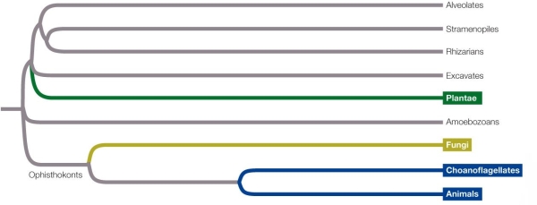 Refer to the figure.   This phylogenetic tree shows the predicted evolutionary relationships between protists and other eukaryotes.Based on the tree, _______ are a _______ group. A)  protists; monophyletic B)  protists; polyphyletic C)  protists; paraphyletic D)  eukaryotes; polyphyletic E)  eukaryotes; paraphyletic