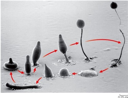 Refer to the figure.   Assuming all cells are haploid, the figure shows A)  isomorphic alternation of generations found in cellular slime molds. B)  heteromorphic alternation of generations found in cellular slime molds. C)  isomorphic alternation of generations found in plasmodial slime molds. D)  asexual reproduction found in cellular slime molds. E)  asexual reproduction found in plasmodial slime molds.