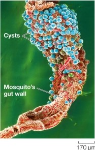 Refer to the figure.   The figure shows a micrograph of Plasmodium cysts lining the wall of a mosquito's gut. The cells that will emerge from these structures are called _______ and will contain a _______ nucleus. A)  merozoites; haploid B)  merozoites; diploid C)  sporozoites; haploid D)  sporozoites; diploid E)  gametes; haploid