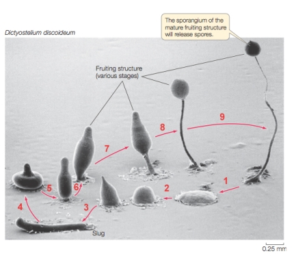Refer to the figure of the cellular slime mold Dictyostelium.   What is occurring at arrows 1 and 3? A)  At arrow 1 spores have been released, and at arrow 3 spores have germinated and have grown into a fruiting body.  B)  At arrow 1 a single large spore has been released, and at arrow 3 a plasmodium has formed. C)  At arrow 1 feeding amoebas have run out of food, and at arrow 3 aggregated amoebas have formed a mobile slug. D)  At arrow 1 a large amoeba has hatched from the spore case, and at arrow 3 the amoeba has become mobile. E)  At arrow 1 a feeding amoeba has begun searching for food, and at arrow 3 the amoeba has run out of food and started forming a fruiting body. 