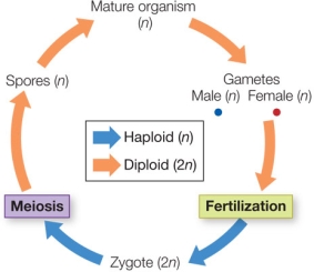 Suppose you find a new eukaryotic organism with the life cycle shown in the figure.   The observation that chloroplasts of this organism have phycoerythrin would lead to the hypothesis that it is related to the A)  coleochaetophytes. B)  red algae. C)  glaucophytes. D)  bryophytes. E)  cyanobacteria.