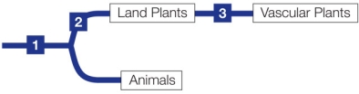 Refer to the figure.   What are the shared derived characteristics indicated on the phylogeny? A)  1: tracheids; 2: chloroplasts and protected embryos; 3: seeds B)  1: chloroplasts; 2: spores and protected embryos; 3: tracheids C)  1: tracheids; 2: chloroplasts and protected embryos; 3: spores D)  1: eukaryotic cells; 2: chloroplasts and protected embryos; 3: tracheids E)  1: eukaryotic cells; 2: chloroplasts and protected embryos; 3: spores