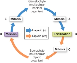 Refer to the figure, which shows alternation of generations in the life cycle of a land plant.   At which step in the diagram are gametes being formed? A)  A B)  B C)  C D)  D E)  E