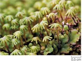 Refer to the figure, which shows a nonvascular plant.   The underside of the starlike structure of the plant body is the location of the _______ generation. A)  gametophyte B)  sporophyte C)  meiotic D)  zygotic E)  alternate