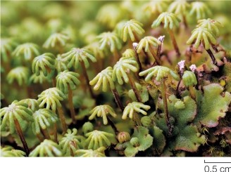 Refer to the figure, which shows a nonvascular plant.   The nonvascular plant shown is a A)  liverwort (Hepatophyta) . B)  hornwort (Anthocerophyta) . C)  moss (Bryophyta) . D)  stonewort (green algae) . E)  club moss (Lycophyta) .