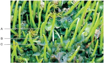 Refer to the figure, which shows hornworts.   In which part of this hornwort would you find an egg cell? A)  A B)  B C)  C D)  The relevant structure is not shown. E)  Hornworts do not reproduce sexually.