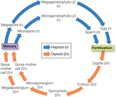 Refer to the figure, which shows alternation of generations in plants.   This plant is _______ because it produces _______. A)  heterosporous; separate male and female gametes B)  homosporous; separate types of gametophytes C)  heterosporous; two types of spores D)  homosporous; separate male and female gametes E)  homosporous, separate large and small spores