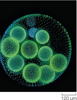 The figure shows the chlorophyte Volvox sp.   How does this green alga relate to land plants of today as well as reflect the early steps of specialization and multicellularity that occurred during the evolution of plants?