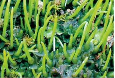 The figure shows an image of Anthoceros sp, a hornwort.   Which features of this plant makes it most similar to vascular plants? Include which synapomorphy is most compelling in justifying the assignment of hornworts as a sister group of vascular plants.