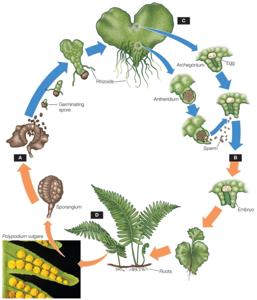 Refer to the diagram.   Which letter in the diagram indicates the sporophyte?