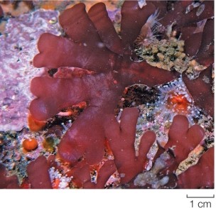 Refer to the figure.   Shown is an alga from the Rhodymenia genus.Based on its appearance, which of the following is true? A)  This alga uses chlorophyll a and phycoerythrin to obtain energy from the sun. B)  This alga uses chlorophyll b and phycoerythrin to obtain energy from the sun. C)  This alga uses phycoerythrin to obtain energy from the sun, which it uses to fix CO<sub>2</sub> that is subsequently stored as starch. D)  This alga uses chlorophylls a and b to obtain energy from the sun. E)  This alga is filamentous and demonstrates apical growth.