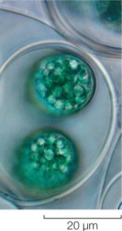 Refer to the figure.   The organism shown is thought to be similar in form to the ancestor of the Plantae.With this in mind, which description best summarizes the ancestor of plants? A)  Primary endosymbiosis by a multicellular eukaryote resulted in the engulfment of a photosynthetic bacterium that over time became the chloroplast. B)  Primary endosymbiosis by a unicellular eukaryote resulted in the engulfment of a photosynthetic bacterium that over time became the chloroplast. C)  Plant ancestors contained two chloroplasts. D)  Plants evolved from a photosynthetic bacterium. E)  Endosymbiosis of a chloroplast by a nonphotosynthetic bacterium produced the ancestor of plants.